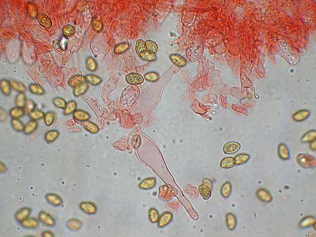 Galerina spec. Cod.DSCN 9112